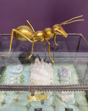 Load image into Gallery viewer, Large Gold Ant
