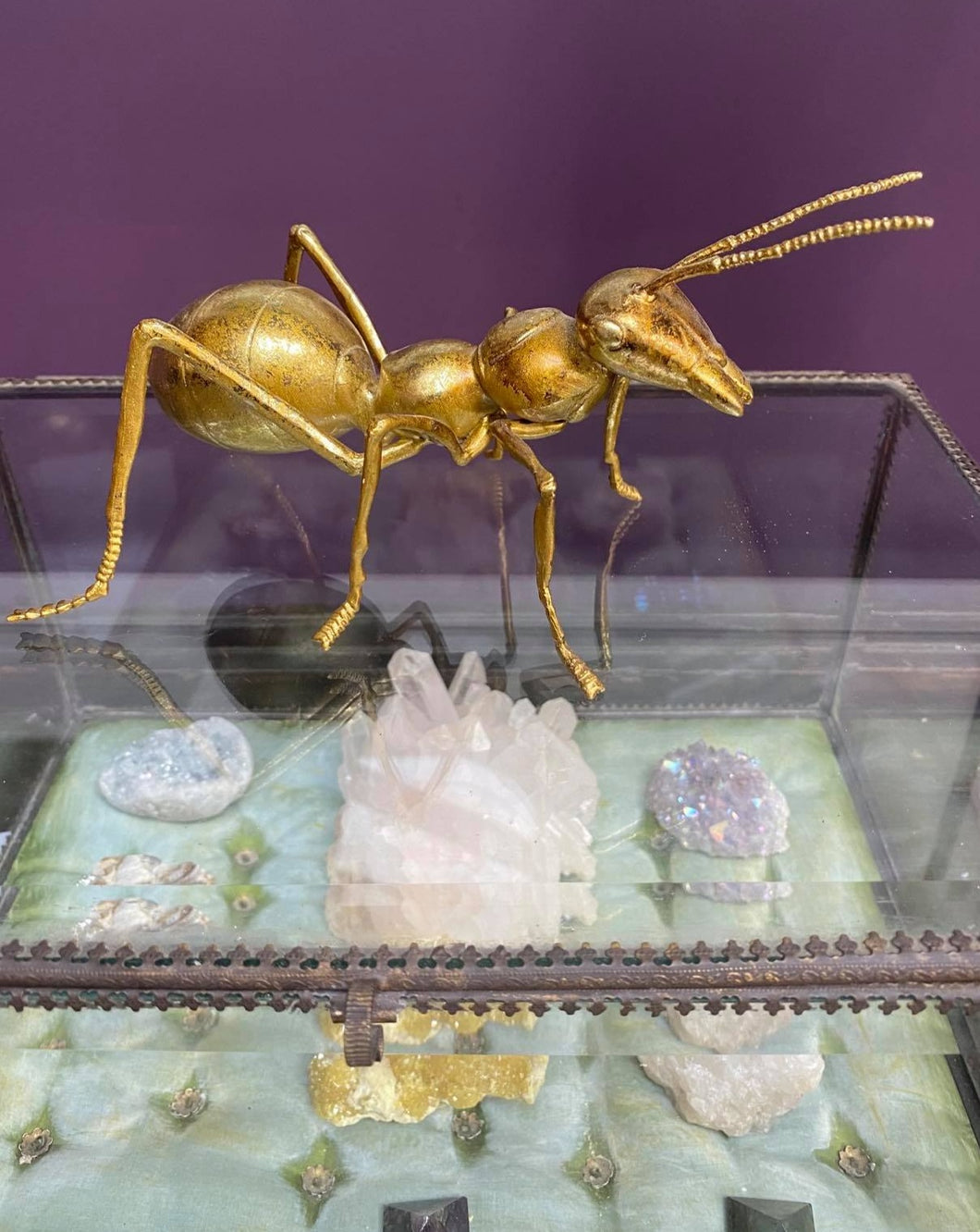 Large Gold Ant