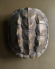 Load image into Gallery viewer, Turtle Shell Wall Decoration
