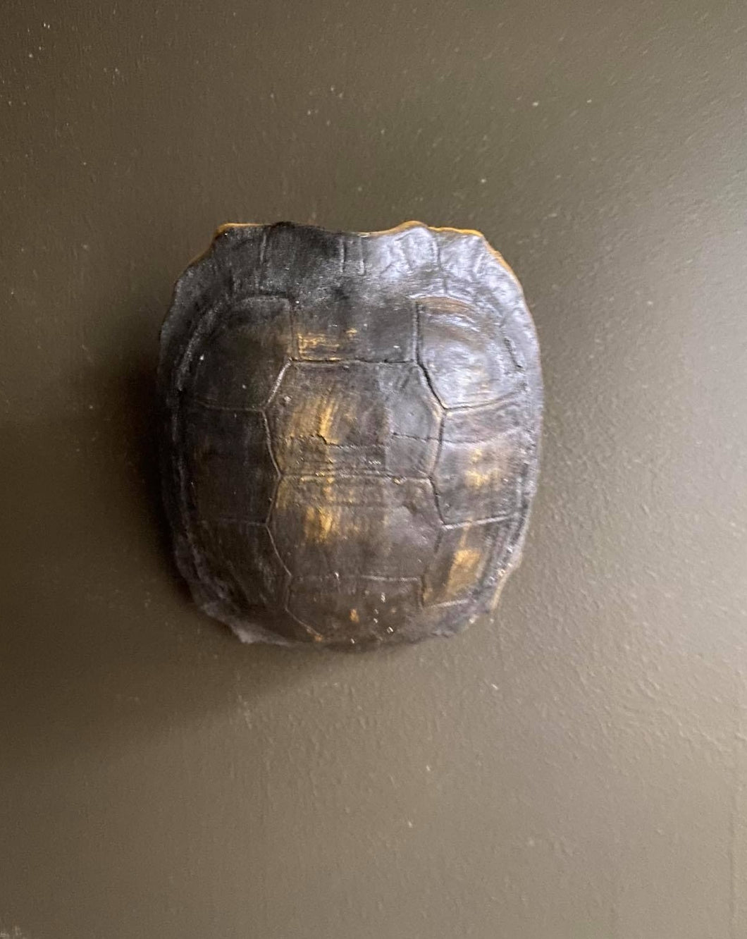 Turtle Shell Wall Decoration