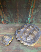 Load image into Gallery viewer, Turtle Shell Wall Decoration
