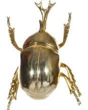 Load image into Gallery viewer, Gold Japanese Rhinoceros Beetle
