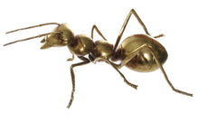 Load image into Gallery viewer, Large Gold Ant
